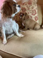 Casanova, a male Cavalier King Charles Spaniel for sale in Cañon City, CO – Photo 5 of 6