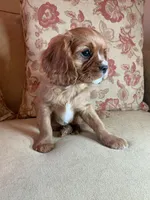 Casanova, a male Cavalier King Charles Spaniel for sale in Cañon City, CO – Photo 1 of 6