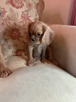 Casanova, a male Cavalier King Charles Spaniel for sale in Cañon City, CO – Photo 2 of 6