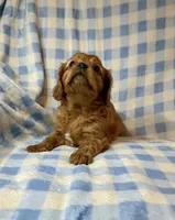 Dodger, a male Cavalier King Charles Spaniel for sale in Cañon City, CO – 2 of 3