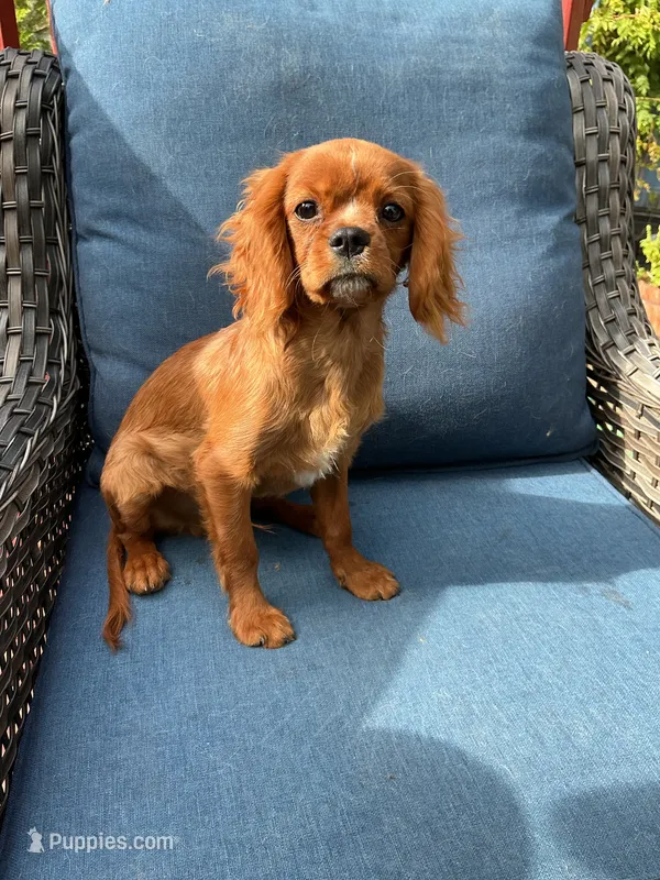 Butch – Cavalier King Charles Spaniel puppy for sale in Cañon City, CO