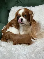 Butch, a male Cavalier King Charles Spaniel for sale in Cañon City, CO – 2 of 5