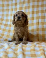Red Sox, a female Cavalier King Charles Spaniel for sale in Cañon City, CO – 2 of 3