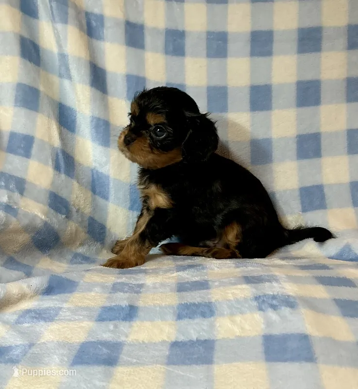 Babe Ruth – Cavalier King Charles Spaniel puppy for sale in Cañon City, CO
