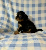 Babe Ruth, a male Cavalier King Charles Spaniel for sale in Cañon City, CO – 1 of 3