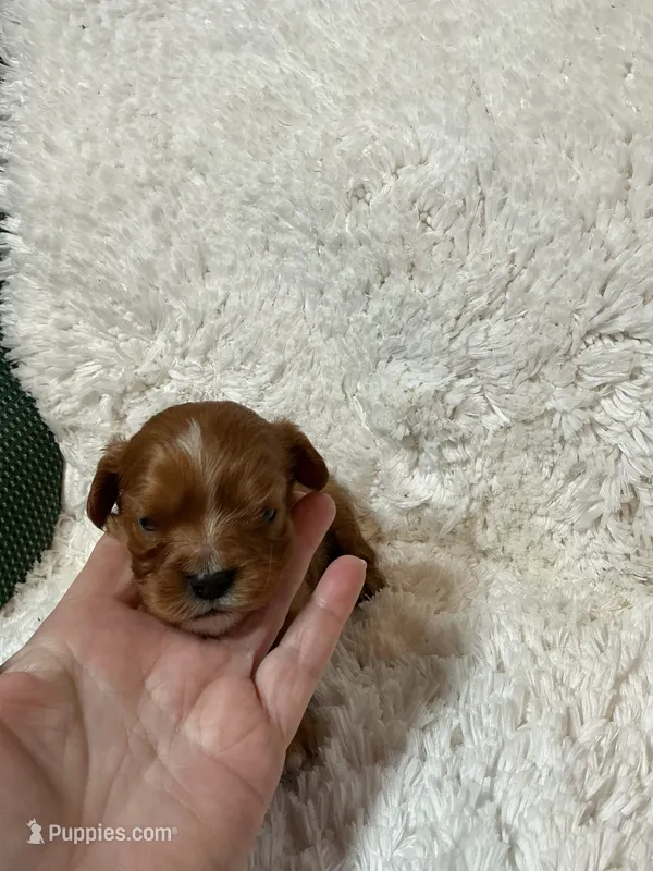 Sundance – Cavalier King Charles Spaniel puppy for sale in Cañon City, CO