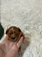 Sundance, a male Cavalier King Charles Spaniel for sale in Cañon City, CO – 1 of 10