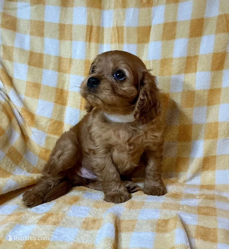 Red Sox – Cavalier King Charles Spaniel puppy for sale in Cañon City, CO