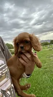 Hot Tamale, a female Cavalier King Charles Spaniel for sale in Cañon City, CO – 2 of 3