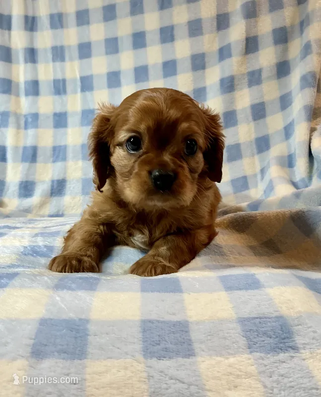 Dodger – Cavalier King Charles Spaniel puppy for sale in Cañon City, CO