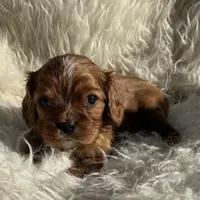 Romeo, a male Cavalier King Charles Spaniel for sale in Cañon City, CO – Photo 8 of 9