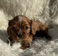 Romeo, a male Cavalier King Charles Spaniel for sale in Cañon City, CO – Photo 1 of 2