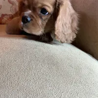 Romeo, a male Cavalier King Charles Spaniel for sale in Cañon City, CO – Photo 7 of 9