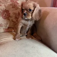 Romeo, a male Cavalier King Charles Spaniel for sale in Cañon City, CO – Photo 6 of 9