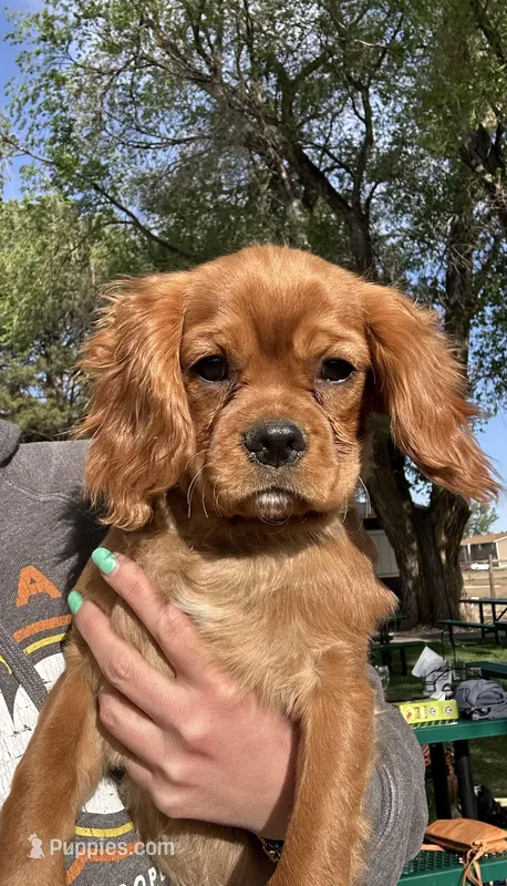 Romeo – Cavalier King Charles Spaniel puppy for sale in Cañon City, CO