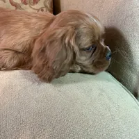 Romeo, a male Cavalier King Charles Spaniel for sale in Cañon City, CO – Photo 2 of 9