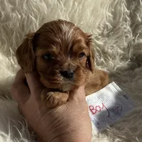 Romeo, a male Cavalier King Charles Spaniel for sale in Cañon City, CO – Photo 9 of 9