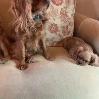 Romeo, a male Cavalier King Charles Spaniel for sale in Cañon City, CO – Photo 4 of 9