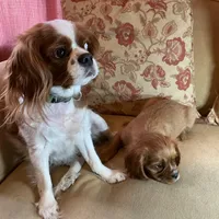 Romeo, a male Cavalier King Charles Spaniel for sale in Cañon City, CO – Photo 5 of 9