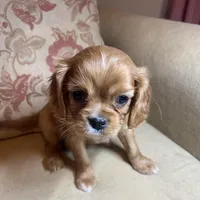 Romeo, a male Cavalier King Charles Spaniel for sale in Cañon City, CO – Photo 3 of 9