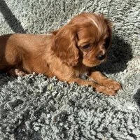 Romeo, a male Cavalier King Charles Spaniel for sale in Cañon City, CO – Photo 1 of 9