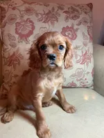 Valentino, a female Cavalier King Charles Spaniel for sale in Cañon City, CO – Photo 1 of 6