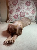 Valentino, a female Cavalier King Charles Spaniel for sale in Cañon City, CO – Photo 4 of 6