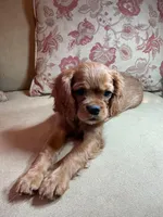 Valentino, a female Cavalier King Charles Spaniel for sale in Cañon City, CO – Photo 6 of 6