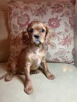 Valentino, a female Cavalier King Charles Spaniel for sale in Cañon City, CO – Photo 5 of 6