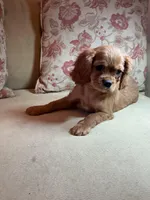 Valentino, a female Cavalier King Charles Spaniel for sale in Cañon City, CO – Photo 2 of 6