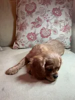 Valentino, a female Cavalier King Charles Spaniel for sale in Cañon City, CO – Photo 3 of 6