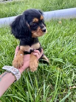 Snickers, a female Cavalier King Charles Spaniel for sale in Cañon City, CO – 3 of 3