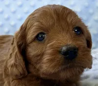 Acorn, a male Cavapoo for sale in Cañon City, CO – 2 of 3