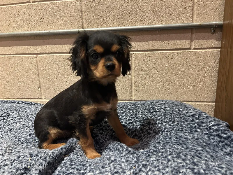 Babe Ruth – Cavalier King Charles Spaniel puppy for sale in Cañon City, CO