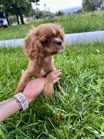Jelly Bean, a male Cavalier King Charles Spaniel for sale in Cañon City, CO – 3 of 3