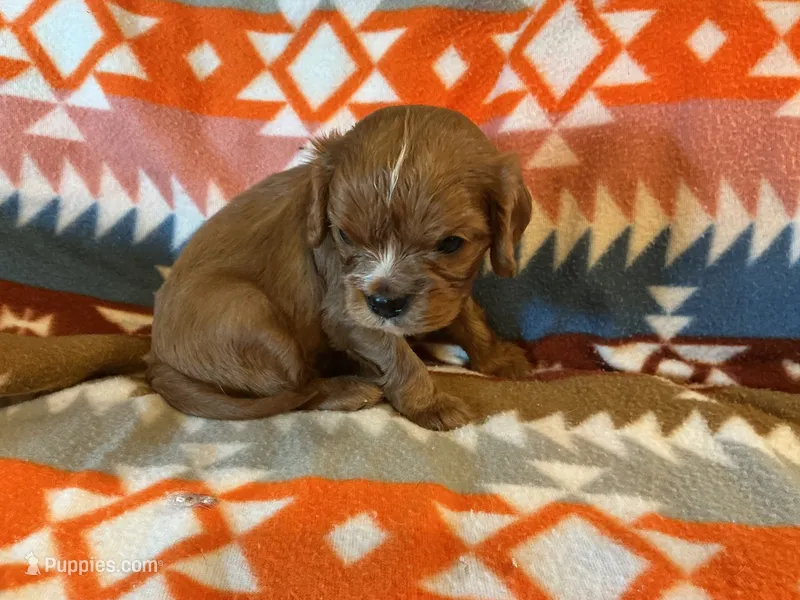 Butch – Cavalier King Charles Spaniel puppy for sale in Cañon City, CO