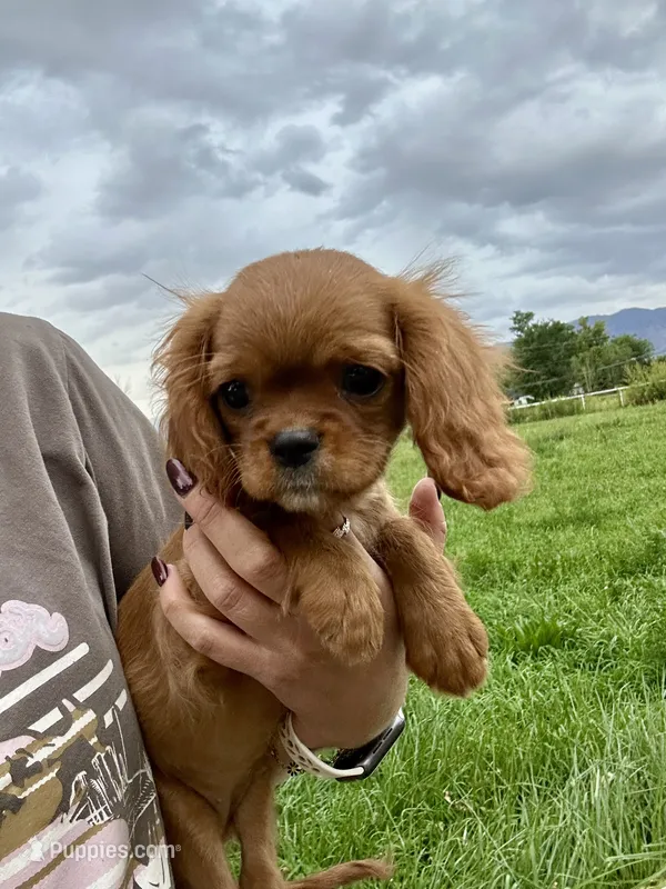 Hot Tamale – Cavalier King Charles Spaniel puppy for sale in Cañon City, CO