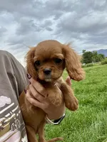 Hot Tamale, a female Cavalier King Charles Spaniel for sale in Cañon City, CO – 1 of 3