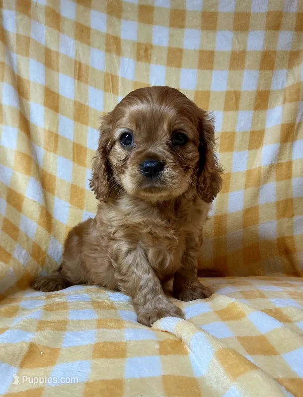 Cardinal – Cavalier King Charles Spaniel puppy for sale in Cañon City, CO
