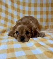 Cardinal, a female Cavalier King Charles Spaniel for sale in Cañon City, CO – 3 of 3