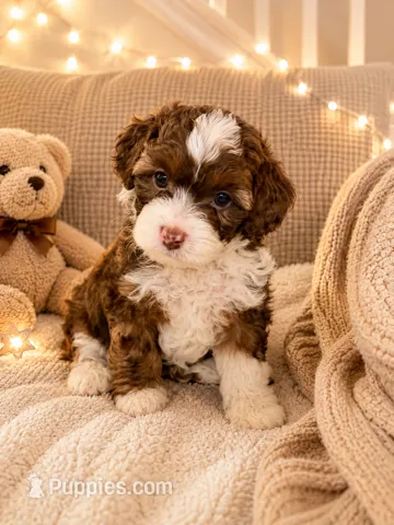Precious  – Miniature Aussiedoodle puppy for sale in Franklinton, NC
