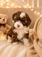 Precious , a male Miniature Aussiedoodle for sale in Franklinton, NC – 1 of 1