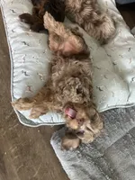 Zeus, a male Miniature Aussiedoodle for sale in Franklinton, NC – 2 of 5