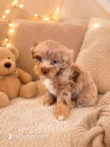 Oreo – Miniature Aussiedoodle puppy for sale in Franklinton, NC