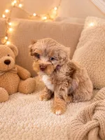 Zeus, a male Miniature Aussiedoodle for sale in Franklinton, NC – 1 of 2