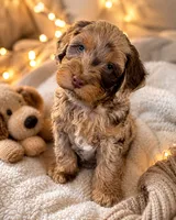 Oreo, a male Miniature Aussiedoodle for sale in Franklinton, NC – 1 of 1