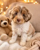 Princess, a female Miniature Aussiedoodle for sale in Franklinton, NC – 1 of 1