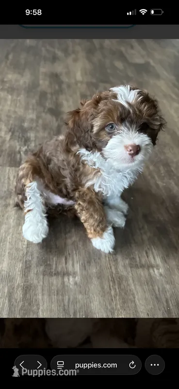 Precious  – Miniature Aussiedoodle puppy for sale in Franklinton, NC