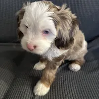 Benji, a male Miniature Aussiedoodle for sale in Franklinton, NC – 2 of 2