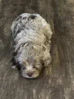 Zeus, a male Miniature Aussiedoodle for sale in Franklinton, NC – 2 of 2